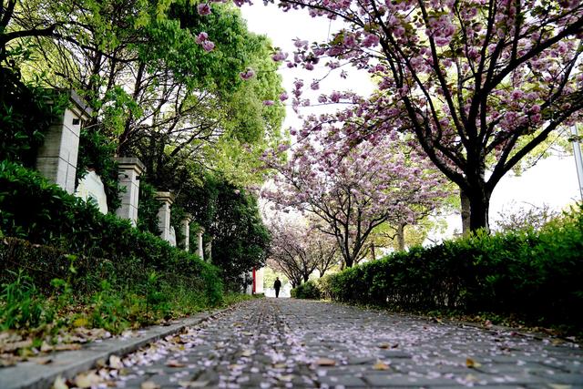 上海试点“落樱不扫”道路