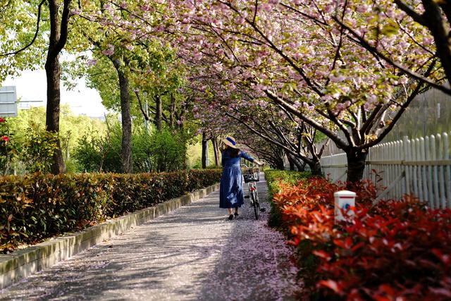 上海试点“落樱不扫”道路