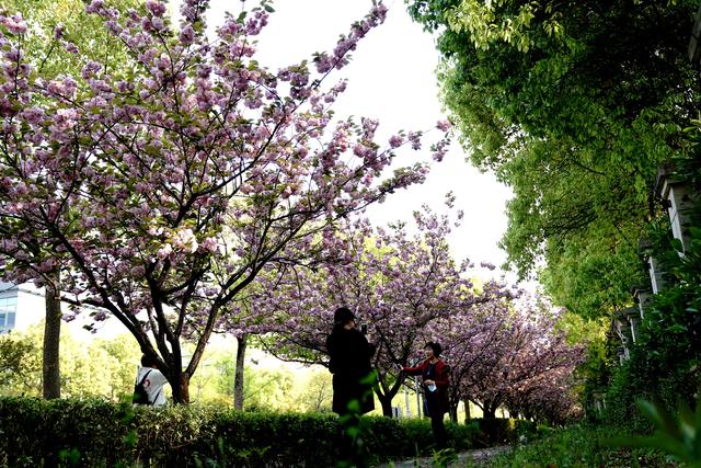 �Ϻ��Ե㡰��ӣ��ɨ����·