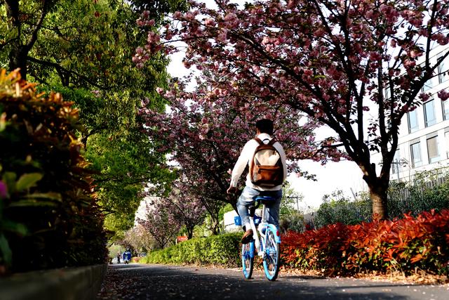 上海试点“落樱不扫”道路