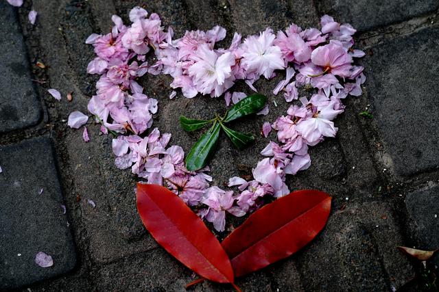 上海试点“落樱不扫”道路