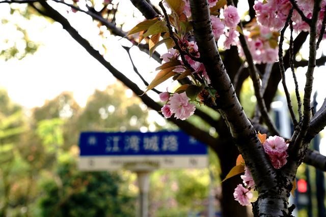 上海试点“落樱不扫”道路