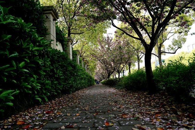 上海试点“落樱不扫”道路