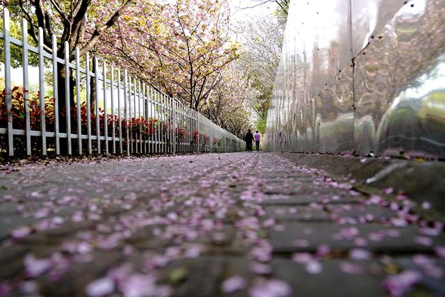 上海试点“落樱不扫”道路
