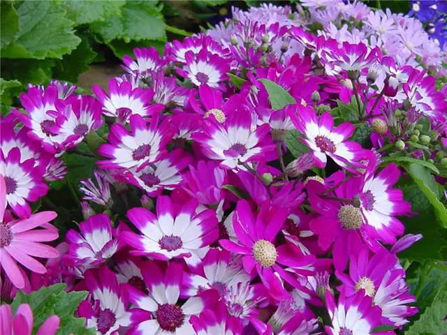 �ɻ��������ֻ���ֲ�����ƴ�ȫ