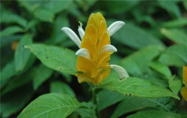 �ɻ��������ֻ���ֲ�����ƴ�ȫ