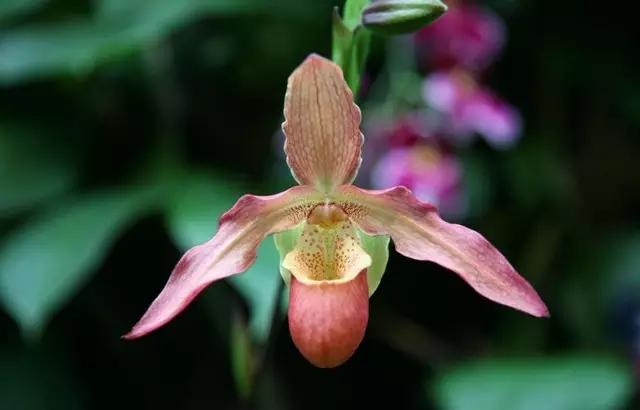 �ɻ��������ֻ���ֲ�����ƴ�ȫ