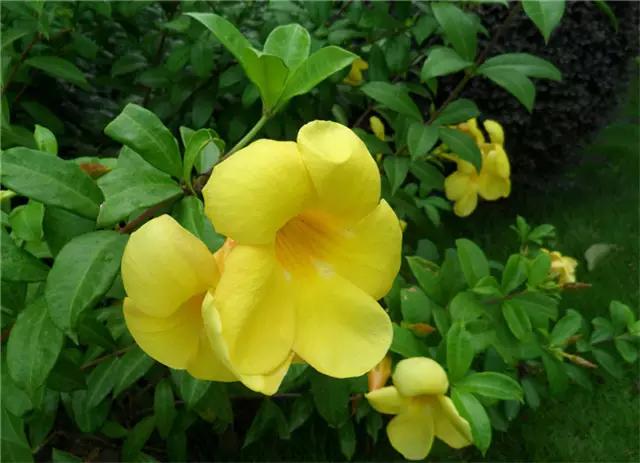 �ɻ��������ֻ���ֲ�����ƴ�ȫ