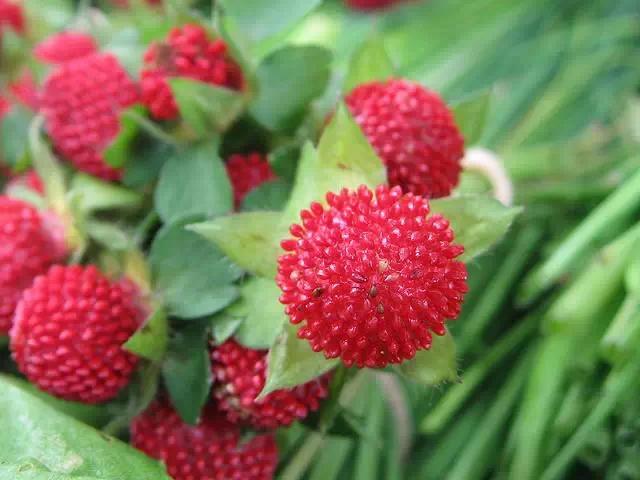 �ɻ��������ֻ���ֲ�����ƴ�ȫ