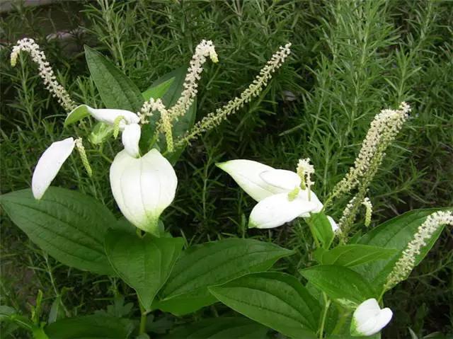 �ɻ��������ֻ���ֲ�����ƴ�ȫ