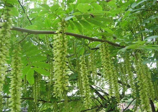 �ɻ��������ֻ���ֲ�����ƴ�ȫ