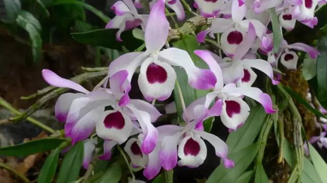 �ɻ��������ֻ���ֲ�����ƴ�ȫ