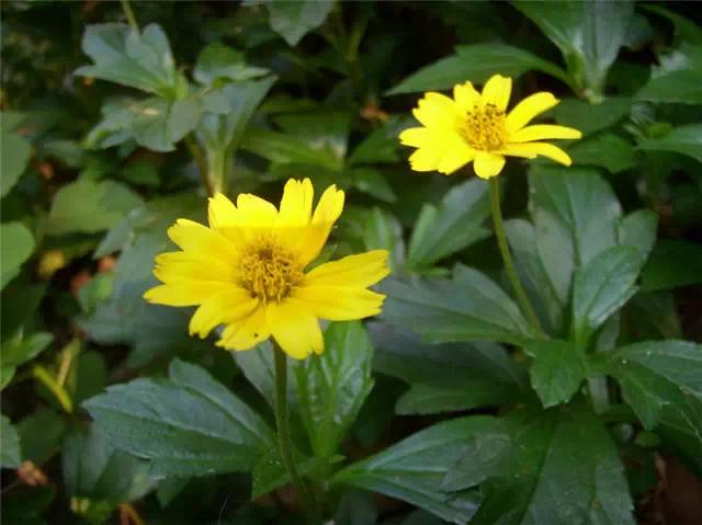 �ɻ��������ֻ���ֲ�����ƴ�ȫ