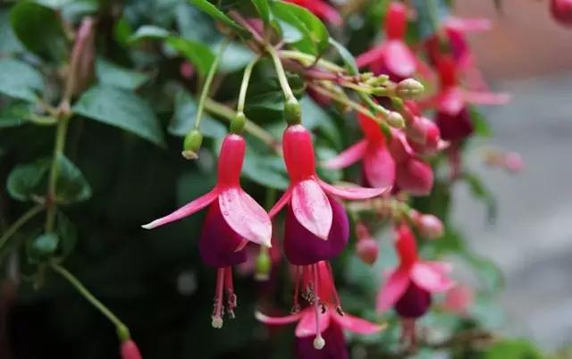 �ɻ��������ֻ���ֲ�����ƴ�ȫ