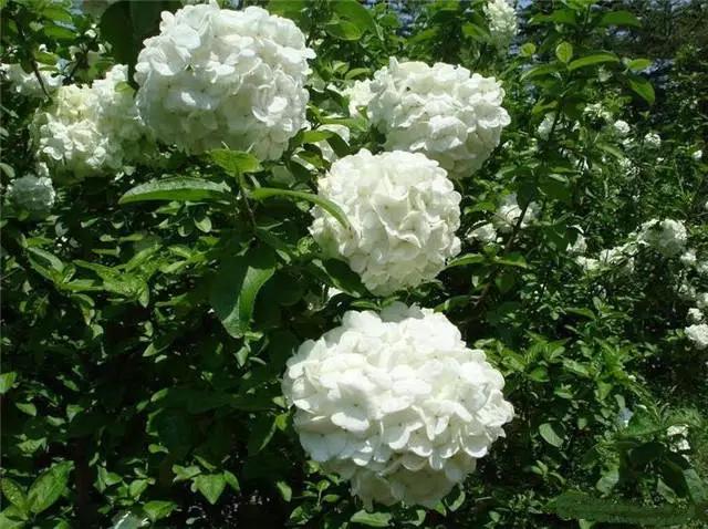 �ɻ��������ֻ���ֲ�����ƴ�ȫ