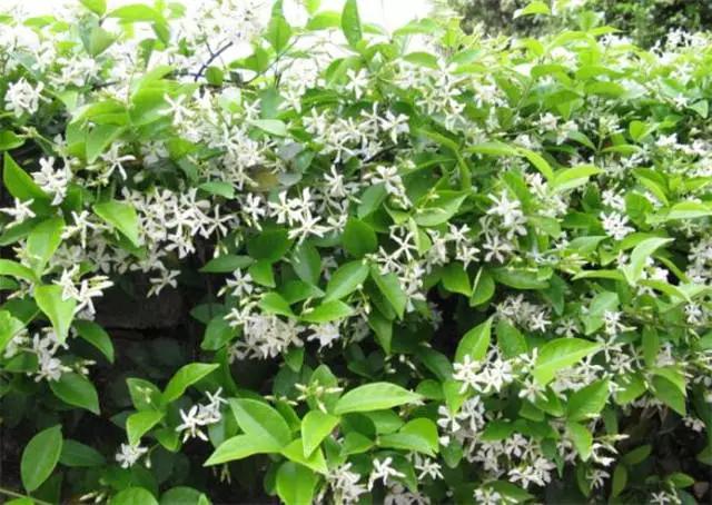 �ɻ��������ֻ���ֲ�����ƴ�ȫ