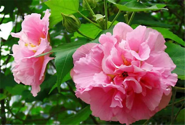 �ɻ��������ֻ���ֲ�����ƴ�ȫ