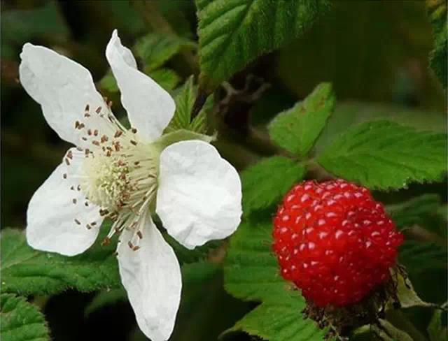 �ɻ��������ֻ���ֲ�����ƴ�ȫ