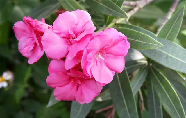 �ɻ��������ֻ���ֲ�����ƴ�ȫ