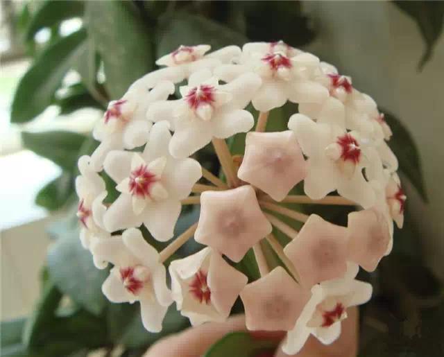 �ɻ��������ֻ���ֲ�����ƴ�ȫ