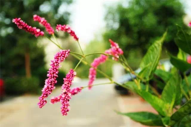 �ɻ��������ֻ���ֲ�����ƴ�ȫ