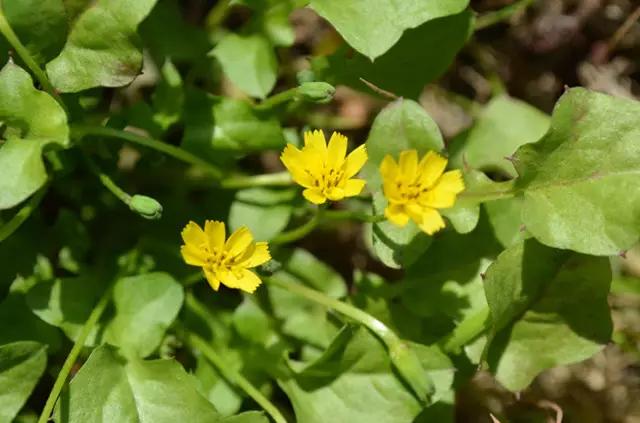 �ɻ��������ֻ���ֲ�����ƴ�ȫ