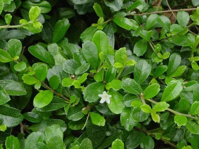 �ɻ��������ֻ���ֲ�����ƴ�ȫ