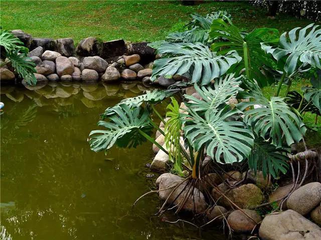 �ɻ��������ֻ���ֲ�����ƴ�ȫ