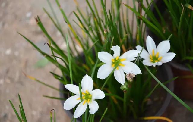 �ɻ��������ֻ���ֲ�����ƴ�ȫ