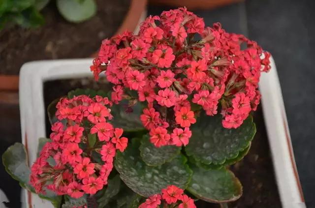 �ɻ��������ֻ���ֲ�����ƴ�ȫ