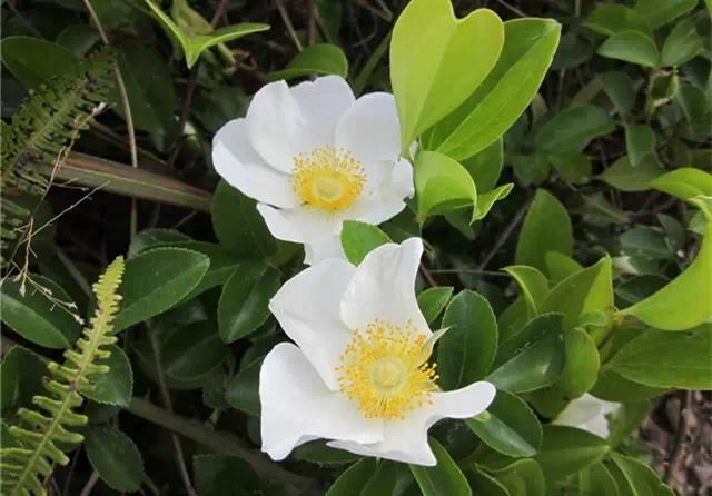 �ɻ��������ֻ���ֲ�����ƴ�ȫ