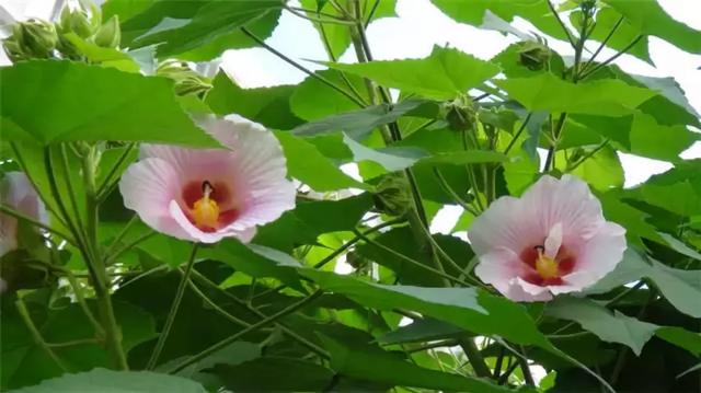 �ɻ��������ֻ���ֲ�����ƴ�ȫ