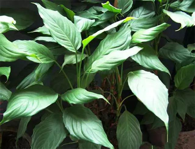 �ɻ��������ֻ���ֲ�����ƴ�ȫ