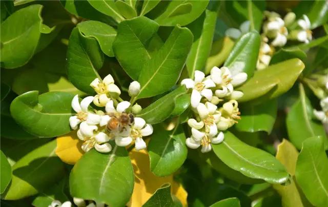 �ɻ��������ֻ���ֲ�����ƴ�ȫ