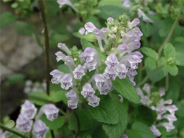 �ɻ��������ֻ���ֲ�����ƴ�ȫ