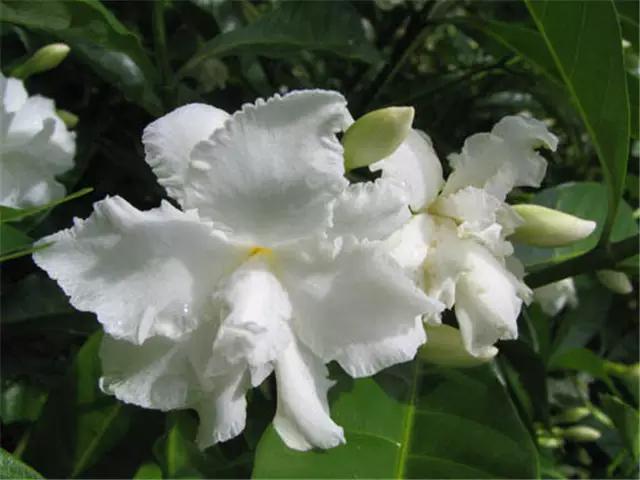 �ɻ��������ֻ���ֲ�����ƴ�ȫ