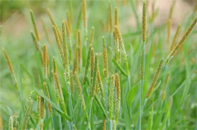 �ɻ��������ֻ���ֲ�����ƴ�ȫ