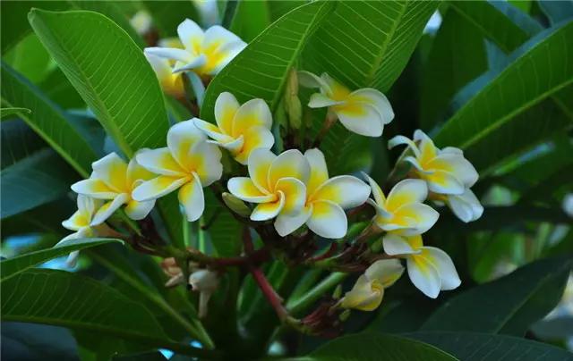 �ɻ��������ֻ���ֲ�����ƴ�ȫ