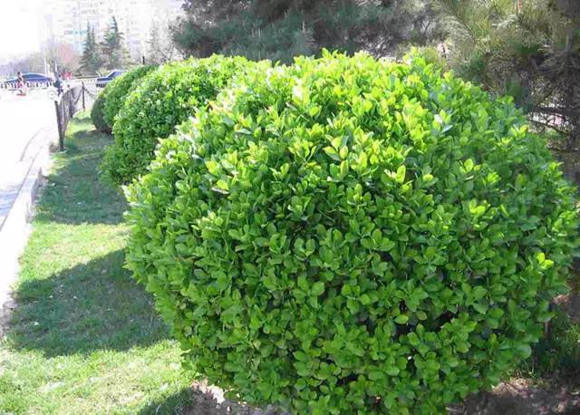 �ɻ��������ֻ���ֲ�����ƴ�ȫ