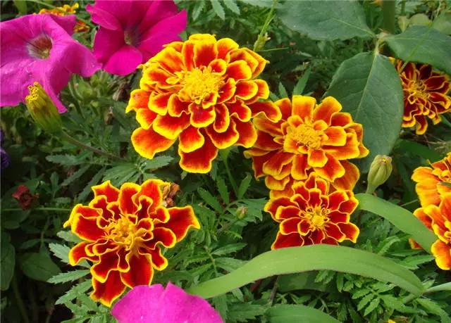 �ɻ��������ֻ���ֲ�����ƴ�ȫ