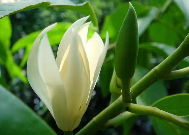 �ɻ��������ֻ���ֲ�����ƴ�ȫ