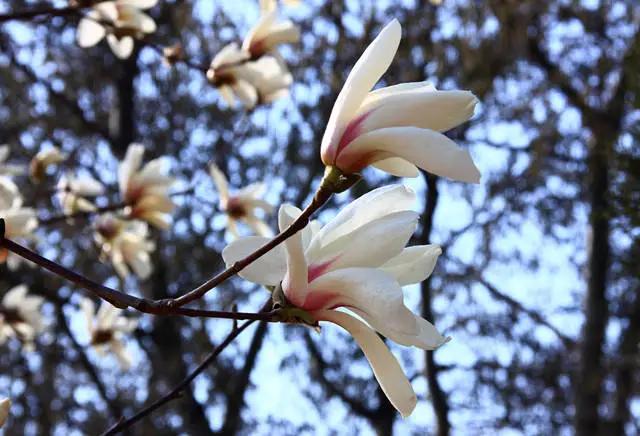 �ɻ��������ֻ���ֲ�����ƴ�ȫ