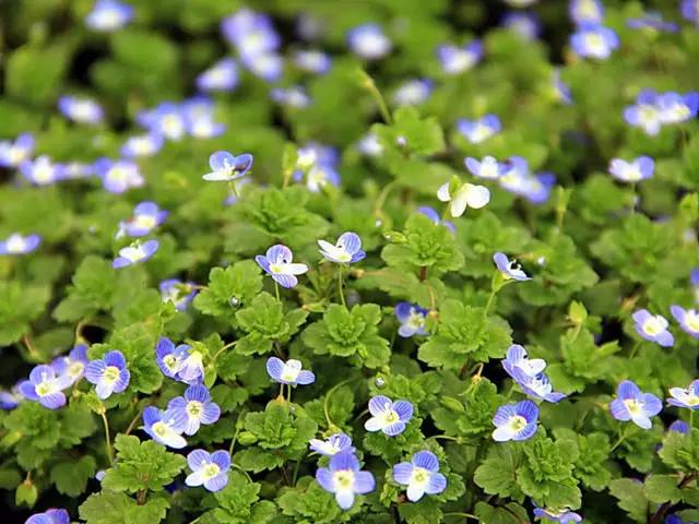 �ɻ��������ֻ���ֲ�����ƴ�ȫ