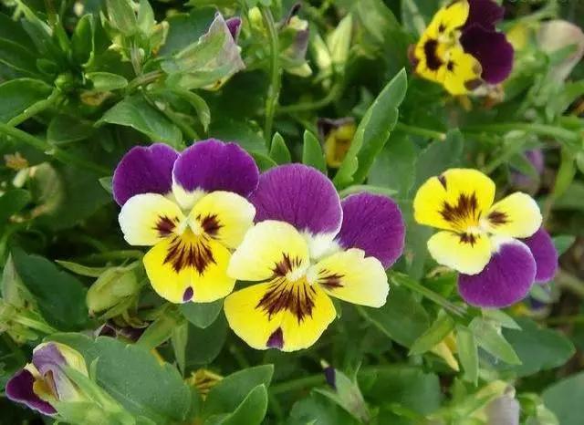 �ɻ��������ֻ���ֲ�����ƴ�ȫ