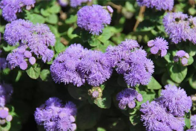 �ɻ��������ֻ���ֲ�����ƴ�ȫ