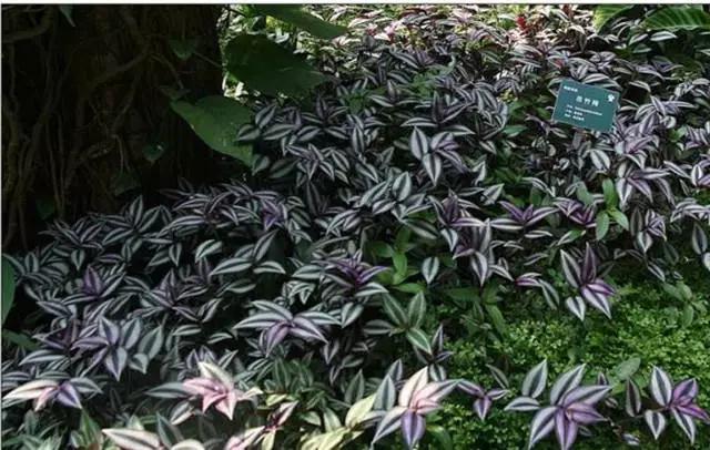 �ɻ��������ֻ���ֲ�����ƴ�ȫ