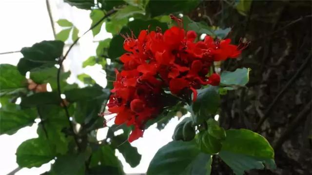 �ɻ��������ֻ���ֲ�����ƴ�ȫ