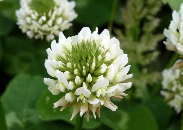 �ɻ��������ֻ���ֲ�����ƴ�ȫ