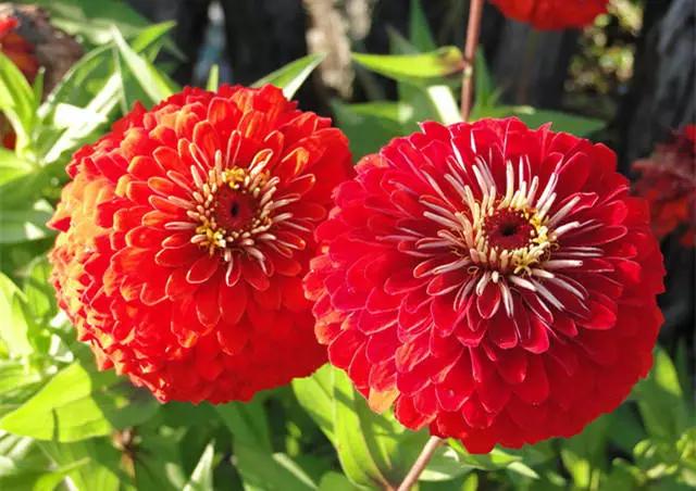 �ɻ��������ֻ���ֲ�����ƴ�ȫ