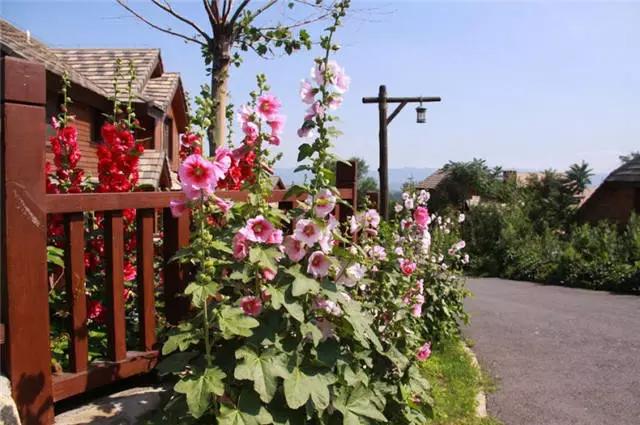 �ɻ��������ֻ���ֲ�����ƴ�ȫ